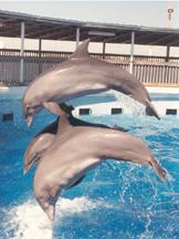 dolphins at gulfarium