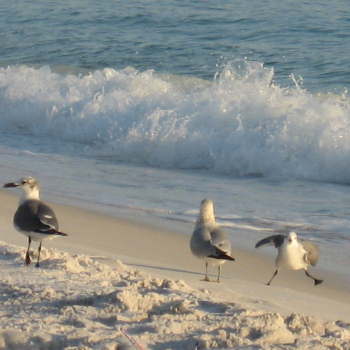 Watersounds Beach, shopping at the beaches of south walton,fun things to do in destin,florida resorts on county road c-30a