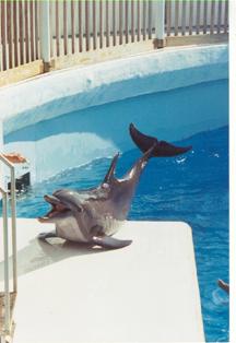 photos of bottle nose dolphins