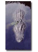 Alligator