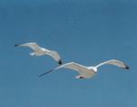 inlet beach scene