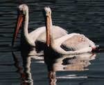 white pelicans