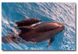 dolphin cruise