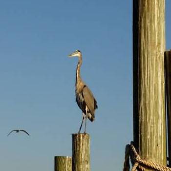 florida charter fishing, beach vacation, florida beach vacation rental, florida beach