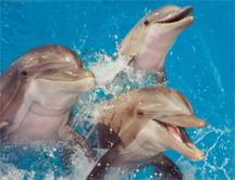 Dolphin Family