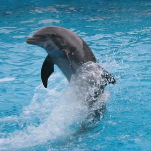 destin dolphin show